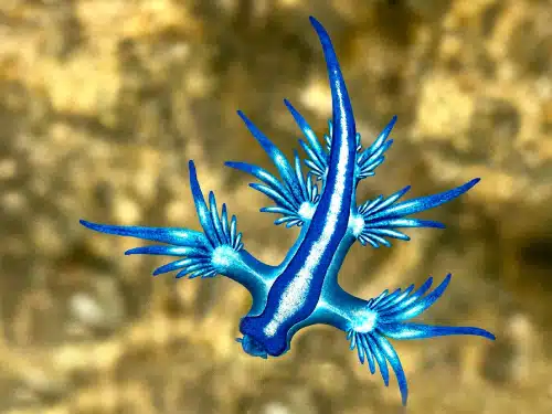 presencia-dragon-azul-formentera